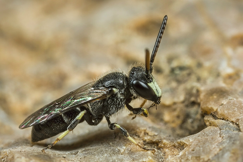 [i]Hylaeus hyalinatus[/i] male. Staffordshire garden, June 2015. Note shape of yellow/white facial markings and gener…