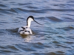 Avocet