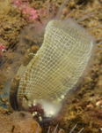Corella parallelogramma