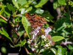 Comma