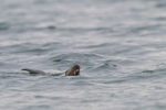 Swimming otter