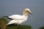 Gannet