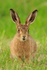 Brown Hare, close view at Otmoor RSPB