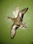 BREDA WIDGEON