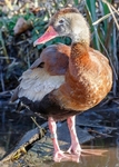 Black-bellied Whistling Duck 1