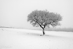 Winter Oak