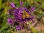 Lulworth Skipper