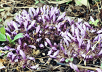 Toothwort-6721w