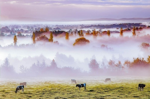 DAWN GRAZING Cahir