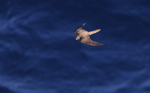 Eleonoras Falcon