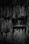 Tobacco Road (Cooper Hewitt) #2