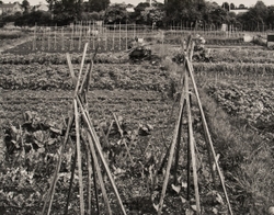 The Garden Series portfolio