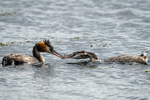 Feeding Junior! - Great Crested Grebes