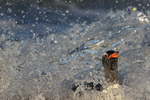 Gentoo Penguin and sea spray on landing, Sea Lion Island, Falklands