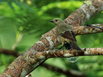 Palm Tanager, Gamboa, Panama