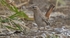 Rufous Bush Chat.