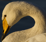 WHOOPER SWANS portfolio