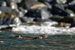 Marine Otters swimming in sea, Chanaral Island, Chile