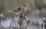Twite