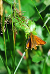 Small Skipper