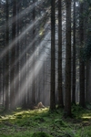 Woodland Light Beams