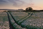 Opium Poppies Morden 2
