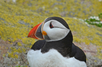 Puffin