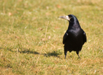 Rook