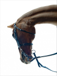 Carl Hester Fantastic Elastic Reins
