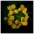 Flowers - Studio Series-3