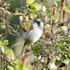 9th March Sparrow