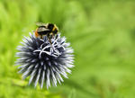 Bumble Bee