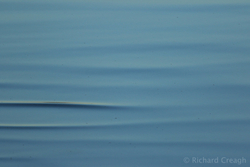 Wavelets