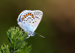 Silver-Studded Blue
