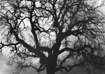 Tree (Napa Valley) #2