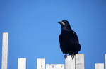 Rook sat on garden fence in Somerset_0082