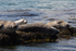 Contentment - Seals at Mill Bay, Rathlin Island, N.Ireland.