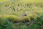 13 Rice Field after Heavy Weather
