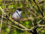 Blackcap