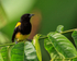 Black-cowled Oriole, Costa Rica