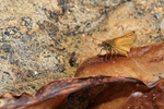 Small Skipper, Seacombe Bottom, Dorset