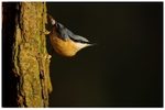 Nuthatch 1