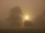 Sunrise Silhouettes - Holkham Estate