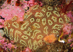 Botryllus schlosseri