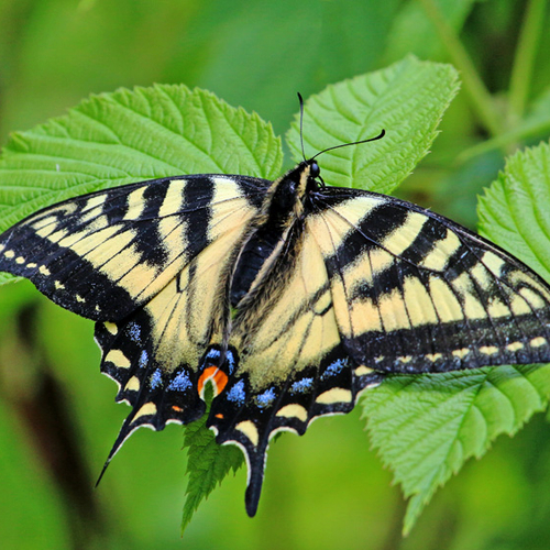 A Canadian Tiger Swallowtail breakfasts on a phlox(rocket) flower.