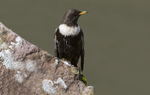 Male Ring Ouzel