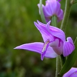 Red Helleborine (Cephalanthera rubra)