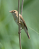 Marsh Warbler perched on a reed stem at Otmoor