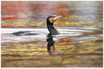 Water Colour Cormorant 