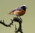 Common Redstart with Caterpillar
